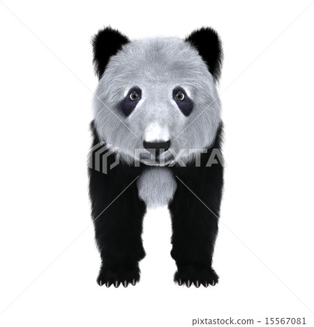Panda 15567081