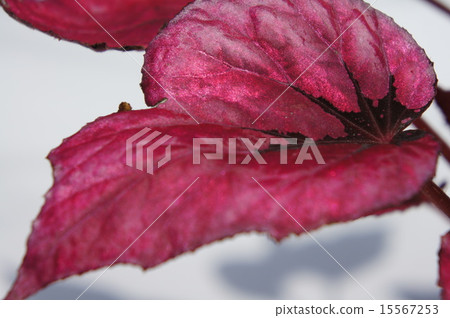Fire Begonia 15567253