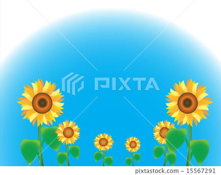 Sky and sunflower Sky and sunflower 15567291