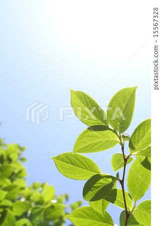 Summer camellia fresh green Summer camellia fresh green 15567328