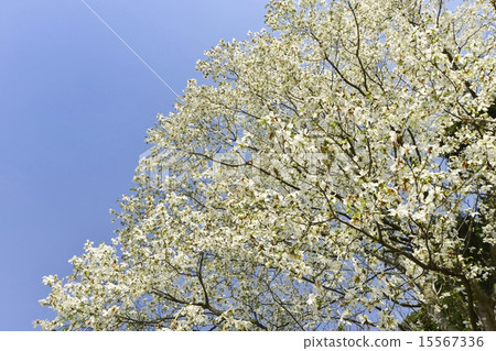 Spicy flower 15567336