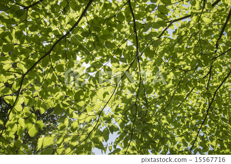 Fresh green trees 15567716
