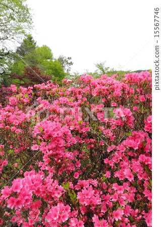 Azalea 15567746