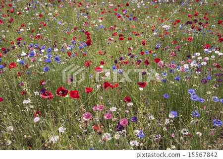 野花Ranbu 15567842