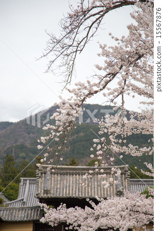 Koin寺，從前門查看 15567876