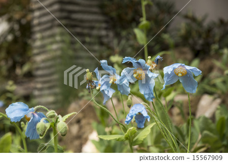 喜馬拉雅山的藍罌粟花 15567909