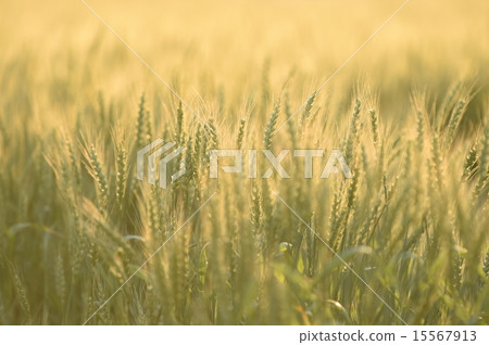 Wheat field 15567913