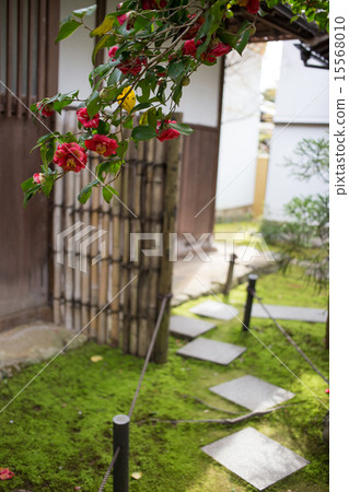 Psychedelic temple, camellia and camellia 15568010