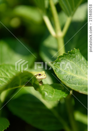 Frog frogs 15568058