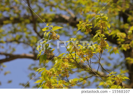 Mukunoki flowers and young leaves Mukunoki flowers and young leaves 15568107