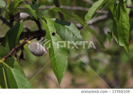 Almond fruit Almond fruit 15568108