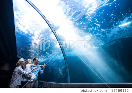Happy family looking at fish in a tank 15569112