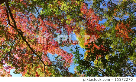 多彩的Momiji 多彩的Momiji 15572270