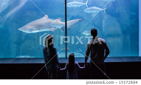 Happy family looking at the fish tank 15572684