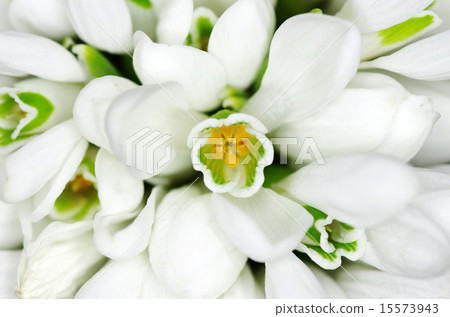 snowdrop flowers 15573943