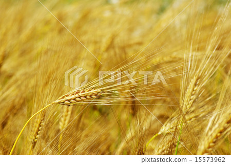 wheat wheat 15573962