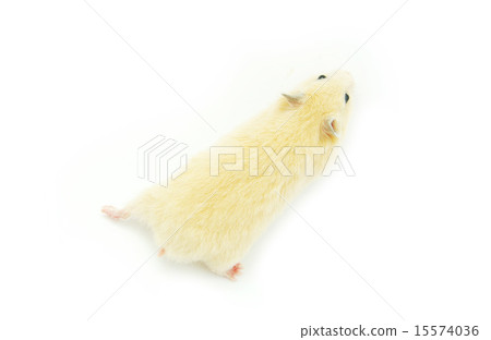 hamster hamster 15574036