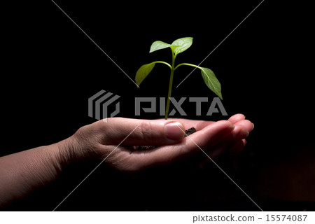 little plant 15574087