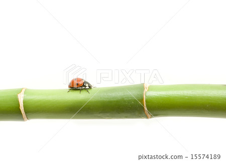 ladybug ladybug 15574189