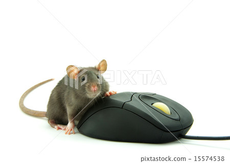 rat and computer mouse rat and computer mouse 15574538