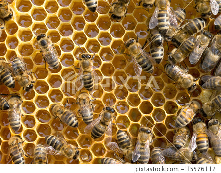bees swarming on a honeycomb 15576112