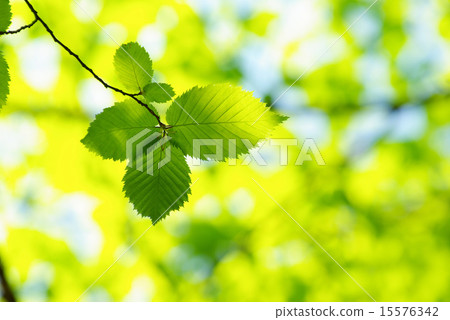 green leaves 15576342