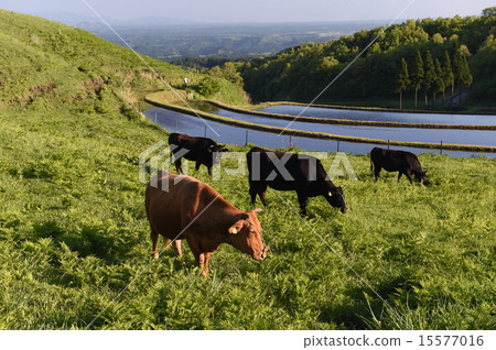 麻生太郎 15577016