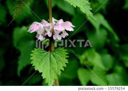 Odorikosou Odorikosou 15579254