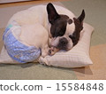 Diaper dog 15584848