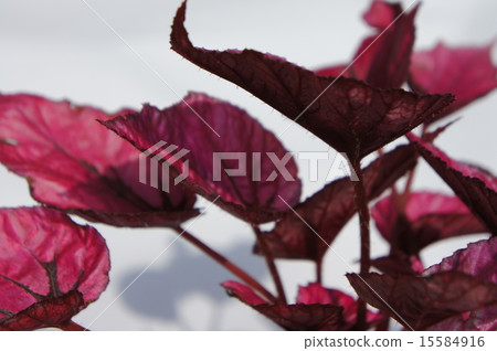 火秋海棠 15584916