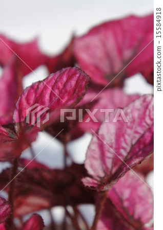 火秋海棠 15584918