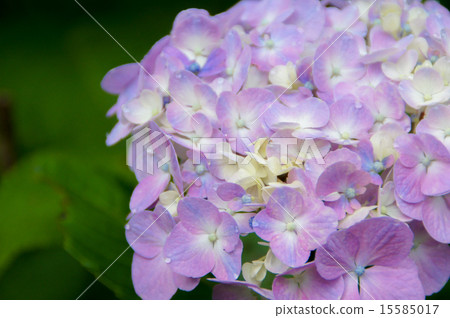 hydrangea hydrangea 15585017