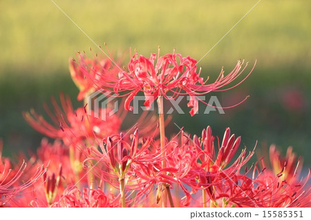 群集孤挺花 15585351