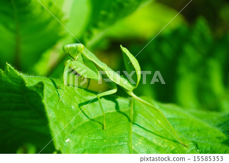 Grasshopper perching on a leaf 15585353