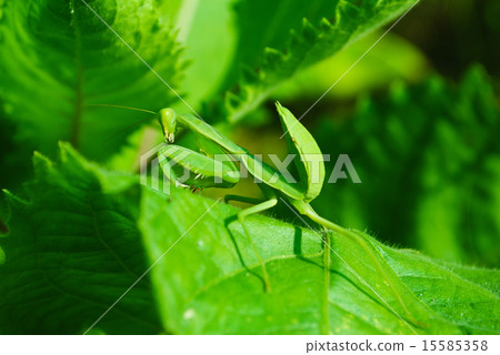 Grasshopper perching on a leaf 15585358