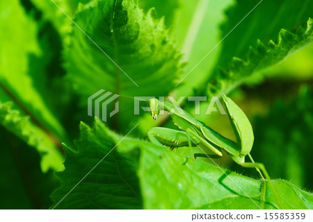 Grasshopper perching on a leaf 15585359