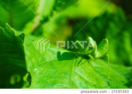 Grasshopper perching on a leaf 15585363