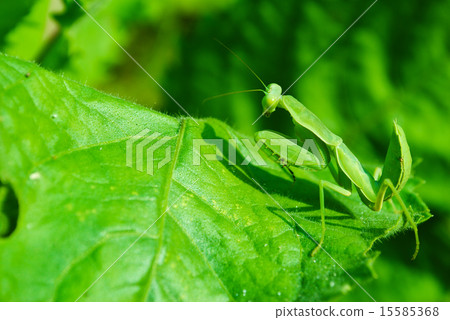 Grasshopper perching on a leaf 15585368