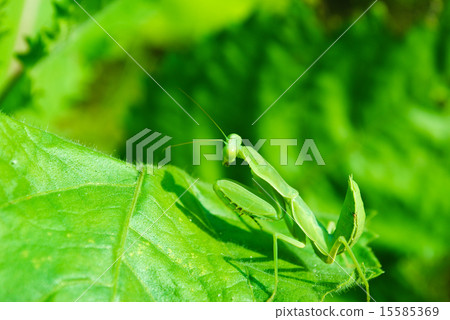 Grasshopper perching on a leaf 15585369