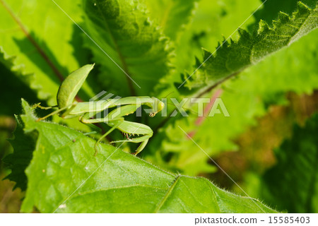 Grasshopper perching on a leaf 15585403