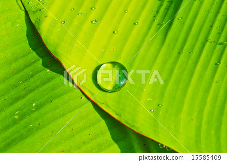 green leaf with drops of water 15585409