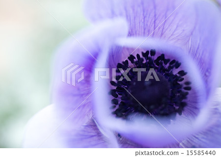 When an anemone is blooming 15585440