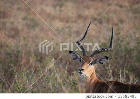 非洲土地 15585493