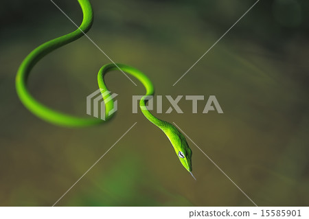 Oriental Whip Snake (Ahaetulla prasina) Oriental Whip Snake (Ahaetulla prasina) 15585901