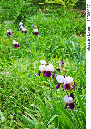 德國鳶尾 15586017