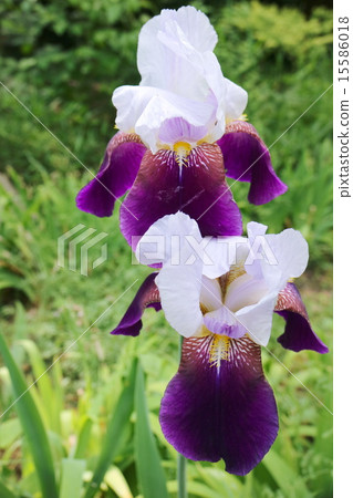 德國鳶尾 德國鳶尾 15586018