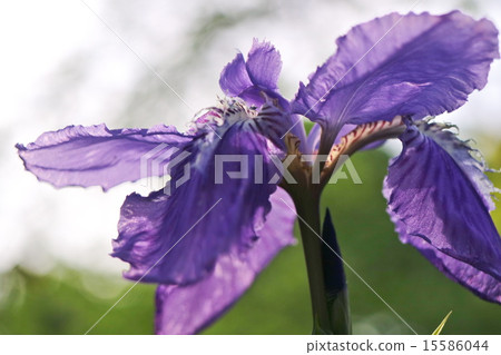 German iris 15586044