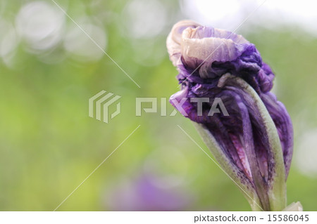 German iris 15586045