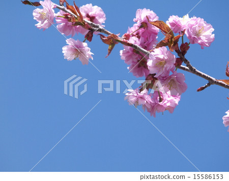 Double cherry blossoms Double cherry blossoms 15586153