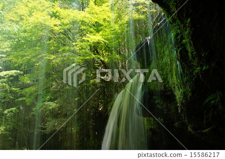 Nabeshigaki of fresh green 15586217